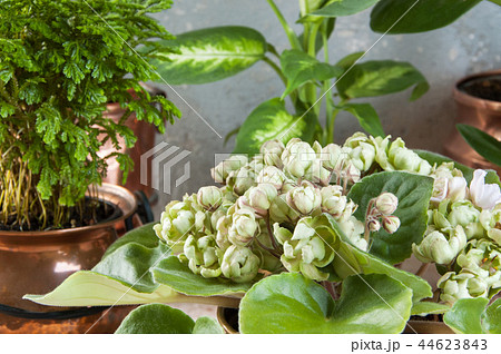 Green plants in brass and copper flower pots 44623843