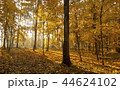 Golden autumn.  44624102