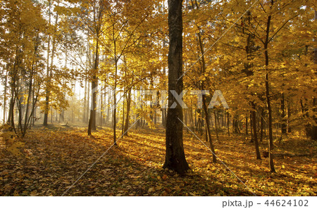 Golden autumn.  44624102