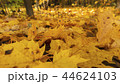 Golden autumn. Fallen leafs. 44624103