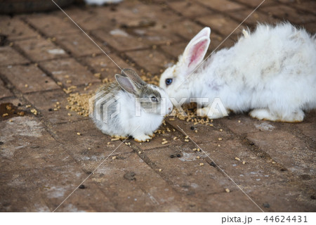 バニー うさぎ 子うさぎ 44624431