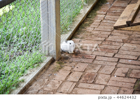 バニー うさぎ 子うさぎ 44624432