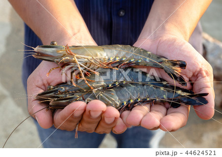 Fisherman Show Live Black Tiger Shrimp in His Hand Fisherman Show Live Black Tiger Shrimp in His Hand 44624521