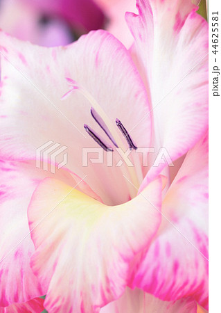 Background of gentle pink Gladiolus flowers Background of gentle pink Gladiolus flowers 44625581