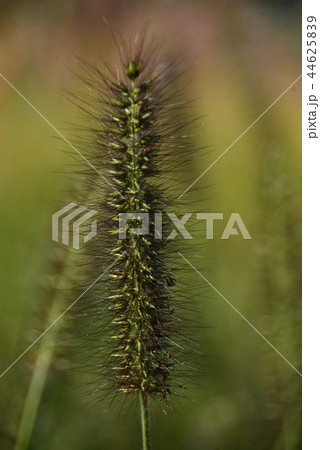 チカラシバ チカラシバ 44625839