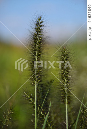 チカラシバ チカラシバ 44625840