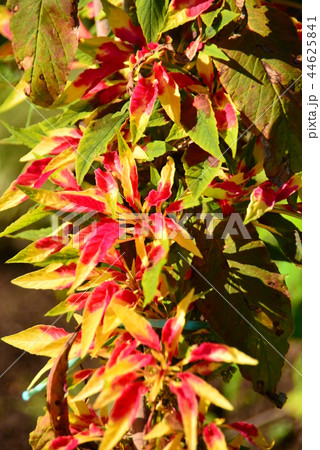 葉鶏頭 葉鶏頭 44625841