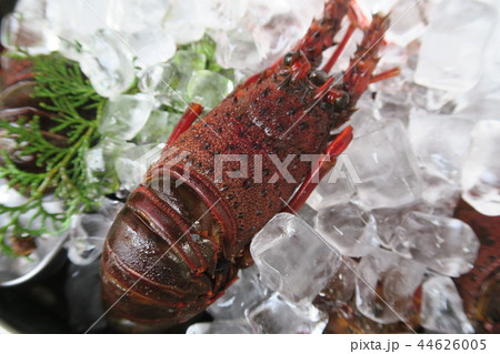 伊勢海老 伊勢海老 44626005