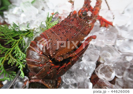 伊勢海老 44626006