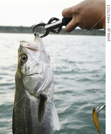 釣り　ルアーフィッシング　フィッシング　ルアー　ボート　ボートゲーム　船　男性　レジャー　自然 44627023