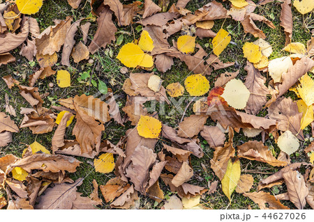 Fall leaves background brown and green leaves 44627026
