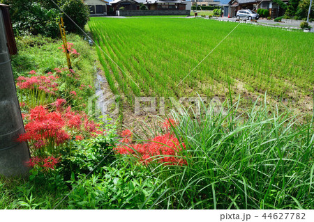 ヒガンバナ 44627782