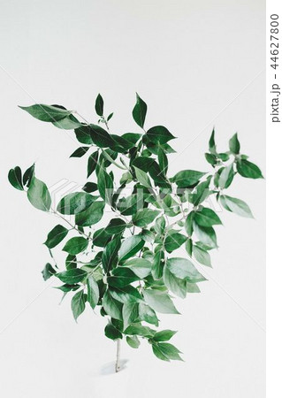 Green leaf 44627800
