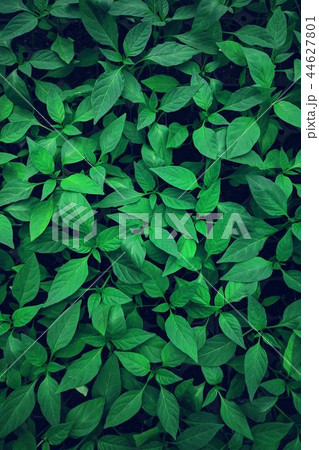 Green leaf 44627801