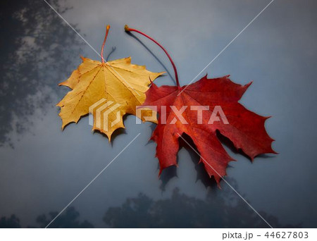 Dried leaves 44627803