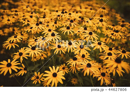 yellow flower 44627806