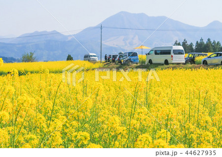 Beautiful Yellow flowers blossoming in spring day Beautiful Yellow flowers blossoming in spring day 44627935