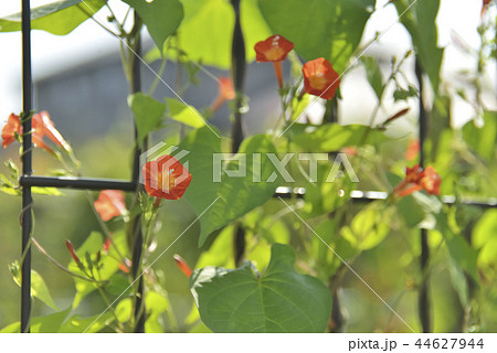 マルバルコウの赤い花 44627944