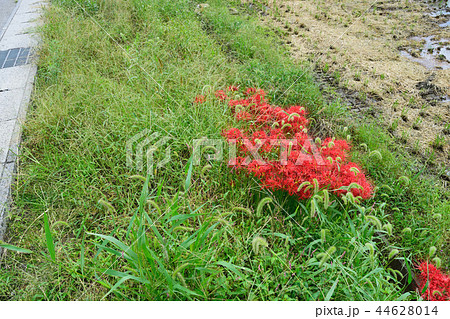 ヒガンバナ 44628014