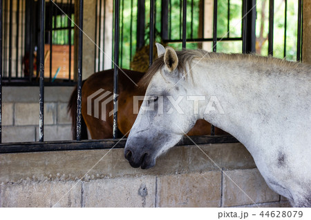 Portrait of horse in stable 44628079