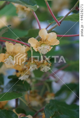 茘 キウイフルーツ 花言葉は ひょうきん の写真素材