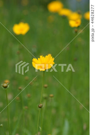細葉波斯菊　オオキンケイギク　花言葉は「いつも明るく」 44628277
