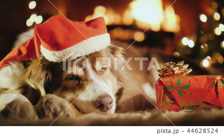 A sweet dog is sleeping near his Christmas present, in the background is a Christmas tree and a fire A sweet dog is sleeping near his Christmas present, in the background is a Christmas tree and a fire 44628524