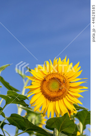 山梨・満開の明野ひまわり 44628585