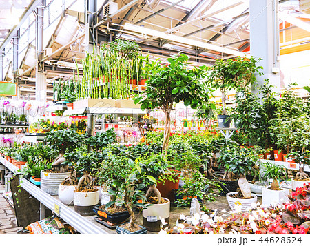 plants in the garden department plants in the garden department 44628624