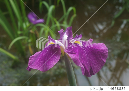 ハナショウブ 44628885