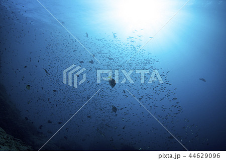 キングエンゼルフィッシュと太陽 44629096