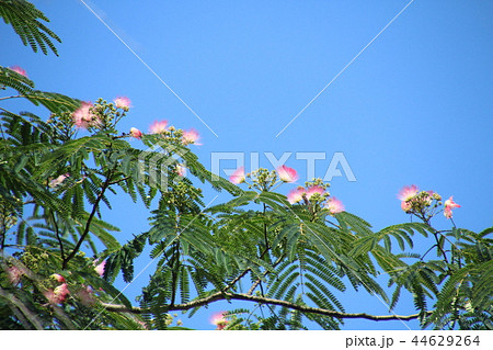 ねむの木の花 ねむの木の花 44629264