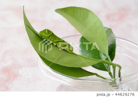 休息中のナミアゲハの幼虫 休息中のナミアゲハの幼虫 44629276