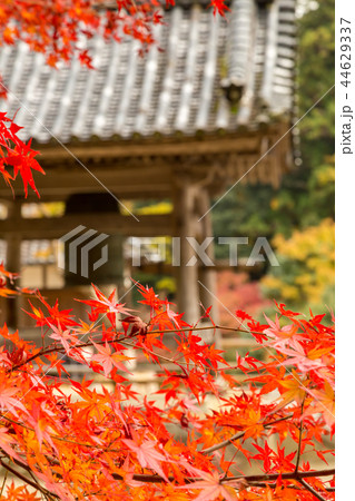 日本の秋 44629337