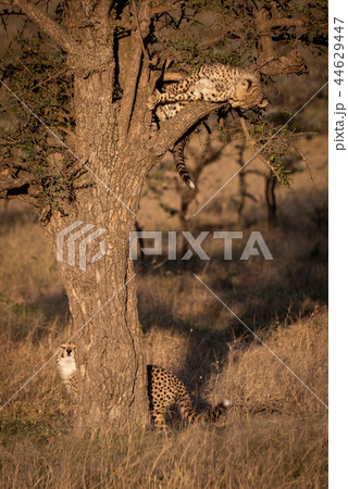 Cheetah cub watches another from tree branch 44629447