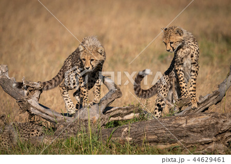 Cheetah cubs balanced on log look down 44629461