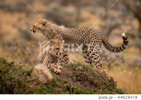 Cheetah cubs lying and standing on mound 44629478