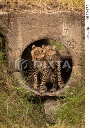 Cheetah cubs nuzzle each other in pipe Cheetah cubs nuzzle each other in pipe 44629479