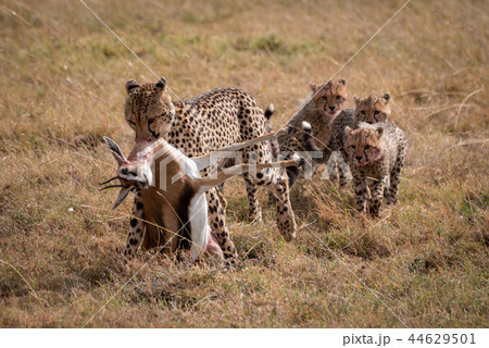 Cheetah drags Thomson gazelle followed by cubs Cheetah drags Thomson gazelle followed by cubs 44629501
