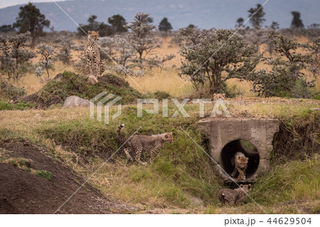 Cheetah guards cubs playing in concrete pipe 44629504