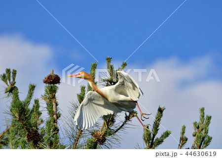 アマサギ アマサギ 44630619