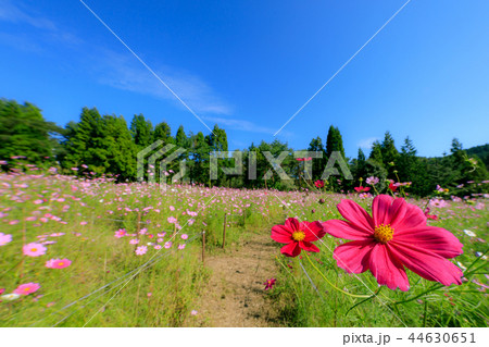 とよのコスモスの里 とよのコスモスの里 44630651