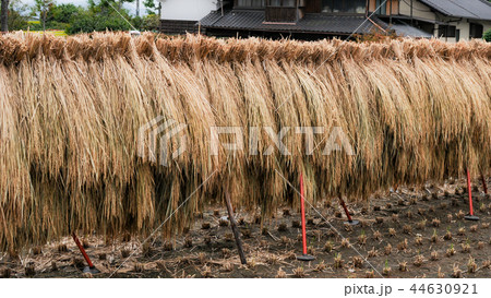 稲架掛け 44630921
