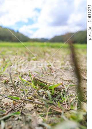 フキバッタ 44631275