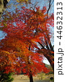 燃えさかる秋晴れの紅葉 44632313