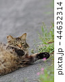 転がる野良猫 44632314