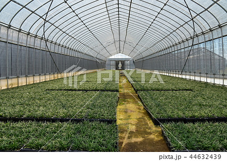 ハウス栽培 44632439