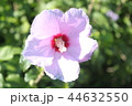 ムクゲ 菊 花 44632550