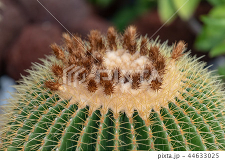 金鯱サボテン 44633025