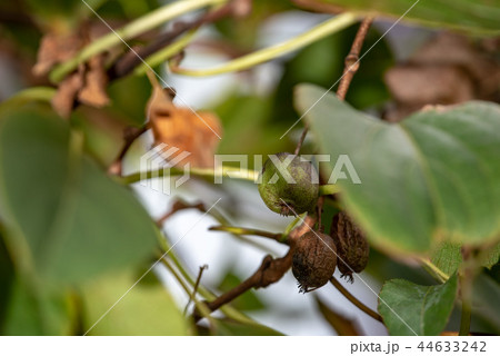 樹上のサルナシの実 44633242